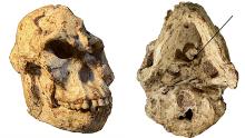 Pictures of the &#39;Little Foot&#39; skull. The view from the bottom (right) shows the original position of the first cervical vertebra still embedded in the matrix.