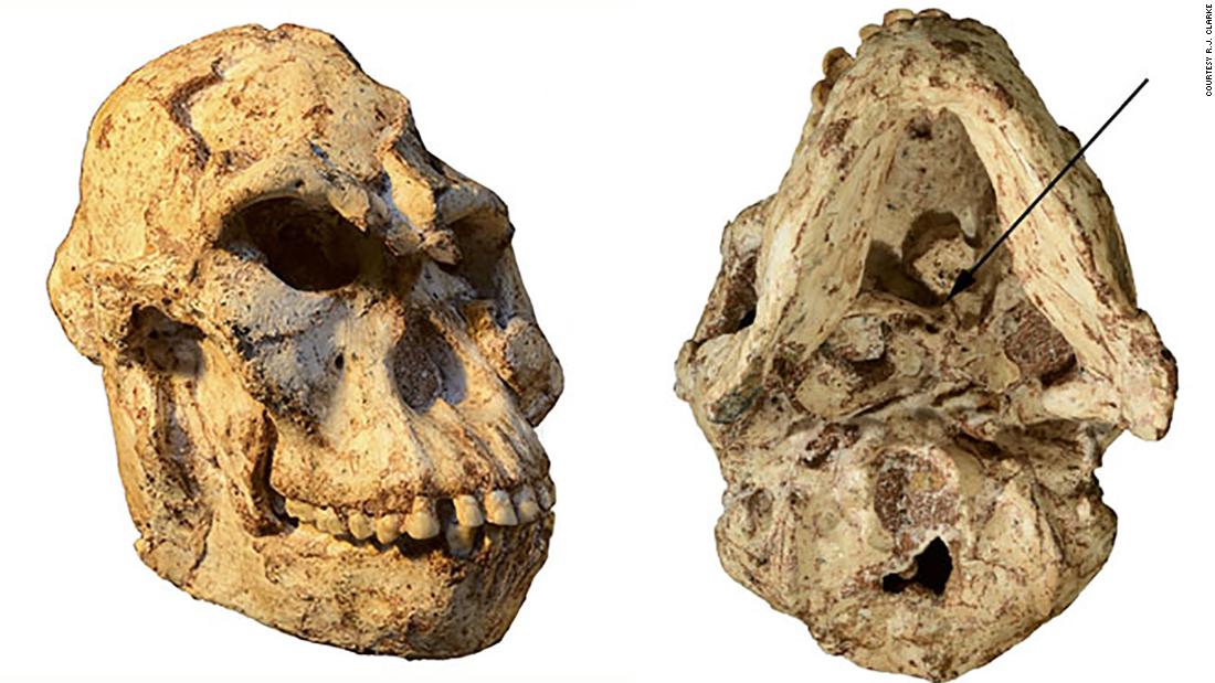This is the 3.67-million-year-old &#39;Little Foot&#39; skull. The view from the bottom (right) shows the original position of the first cervical vertebra, which tells us about her head movements and blood flow to the brain.