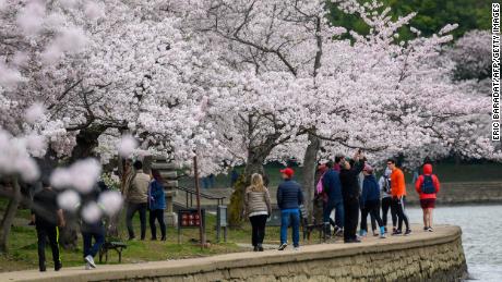 People visit the Tidal Basin to see this year&#39;s cherry blossoms on March 21, 2020 in Washington.