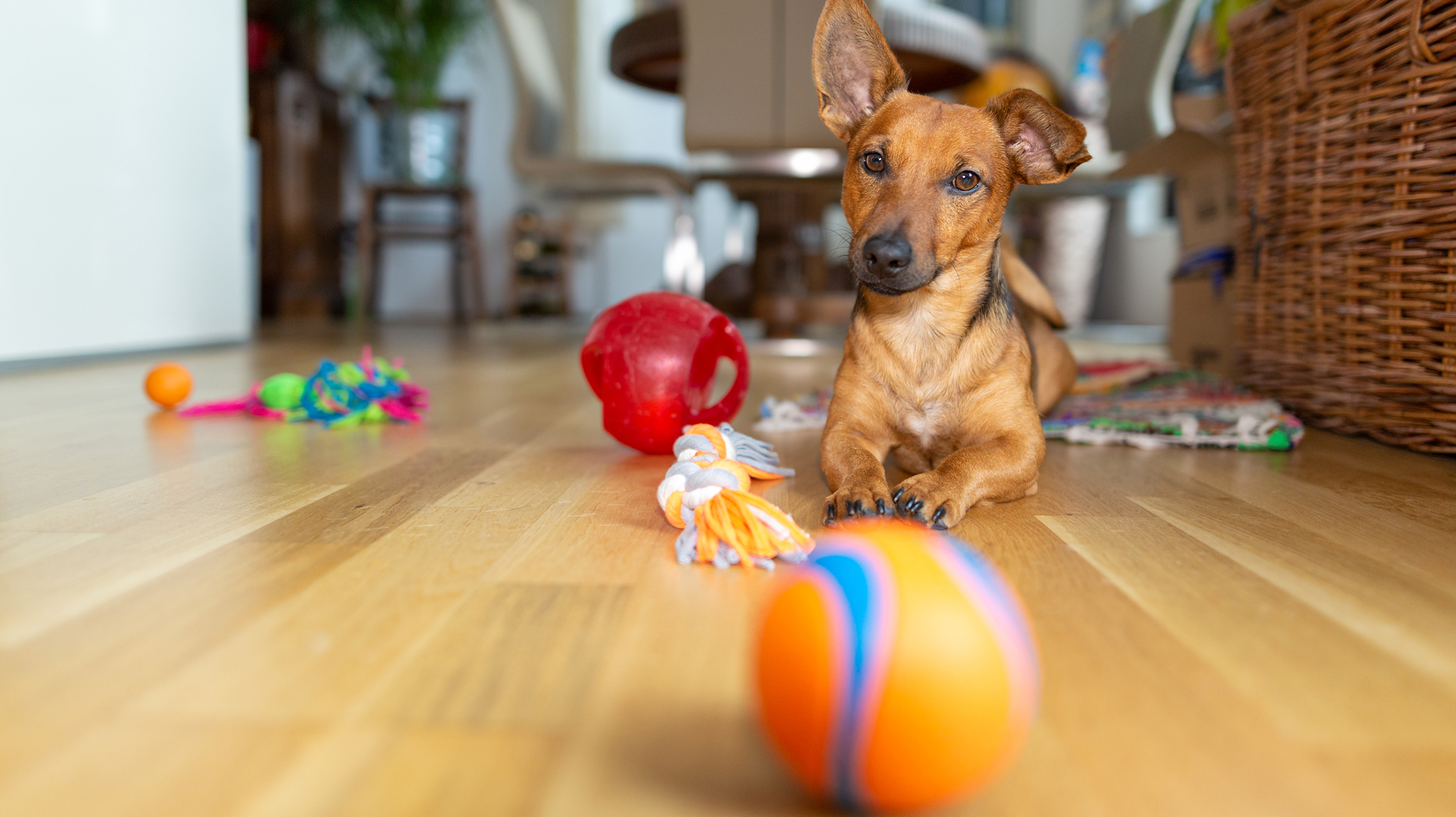 best toys for miniature dachshund puppy