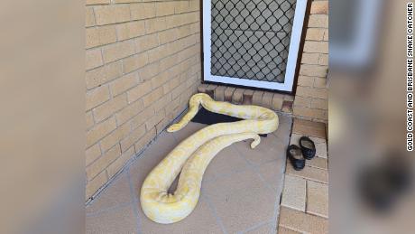 Australian woman finds huge Burmese python on her porch
