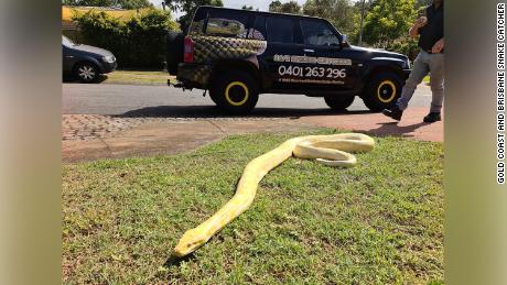 Burmese pythons are illegal to keep in Australia.