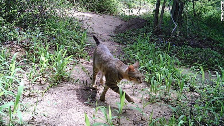 Madagascar’s Forest Cats