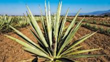 View of a plantation of &quot;espadin&quot; agave, the main variety of agave used to make mezcal at a field in Santiago Matatlan, Oaxaca state, Mexico on February 26, 2017. / AFP PHOTO / Omar TORRES        (Photo credit should read OMAR TORRES/AFP via Getty Images)
