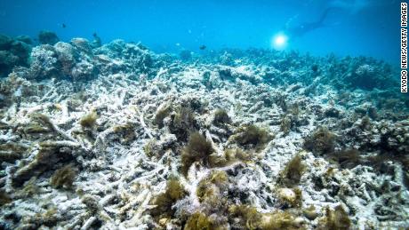 A file photo taken in October 2016 shows coral bleaching on the Great Barrier Reef in Australia. Scientists say that another mass bleaching event has occurred in 2020.