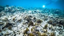 A file photo taken in October 2016 shows coral bleaching on the Great Barrier Reef in Australia. Scientists say that another mass bleaching event has occurred in 2020.