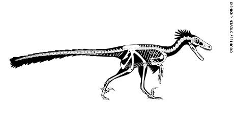 An outline of Dineobellator shows its dynamic skeletal structure. Externally, it was covered in feathers.