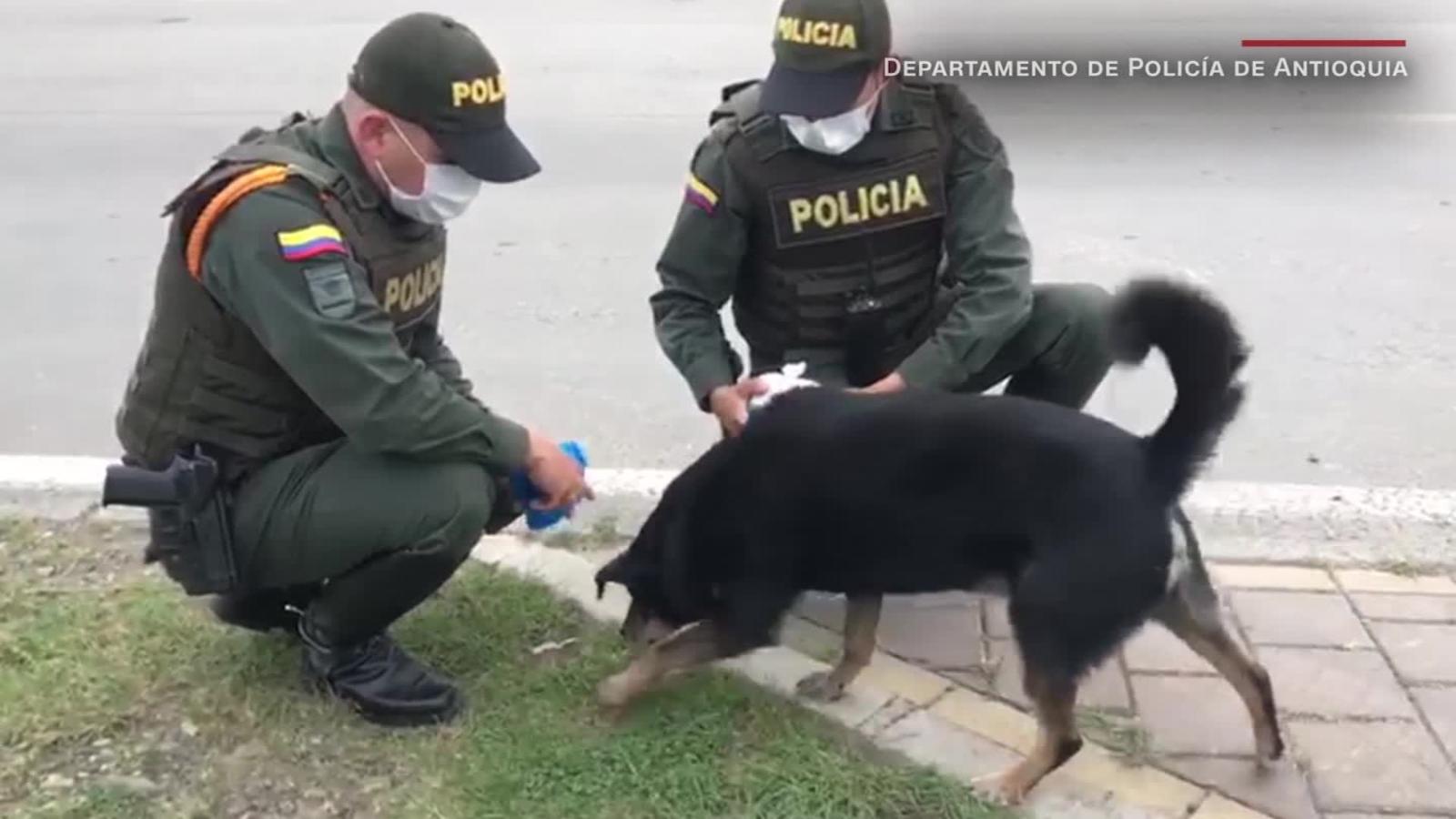 Estos policías toman medidas por el aumento de perros callejeros en ...