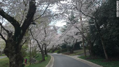 The cherry trees are blossoming near Bash&#39;s neighborhood, but people are being told to stay away from the Tidal Basin.