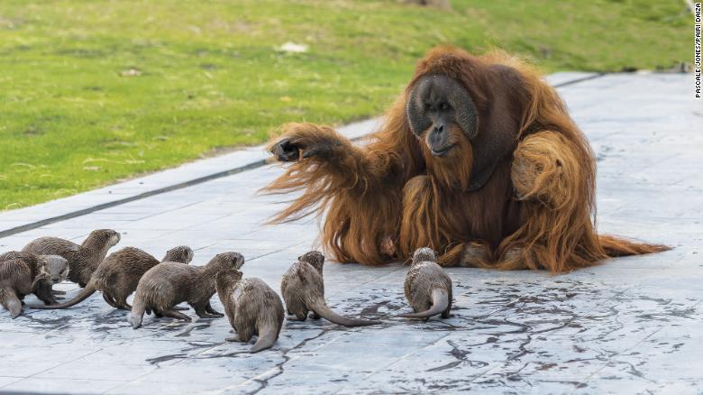 Otterly adorable: 24-year-old Ujian seems smitten with his little friends.