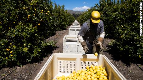 Agricultural laborers pick lemons inside the orchards of Samag Services, Inc, in California. 