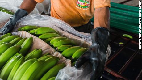 Ecuador is the largest exporter of bananas. 