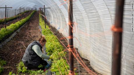 A seasonal worker tends to raspberries ahead of the fruit picking season at a farm in England.