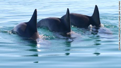 Male bottlenose dolphins work together in groups of two or three to attract females.