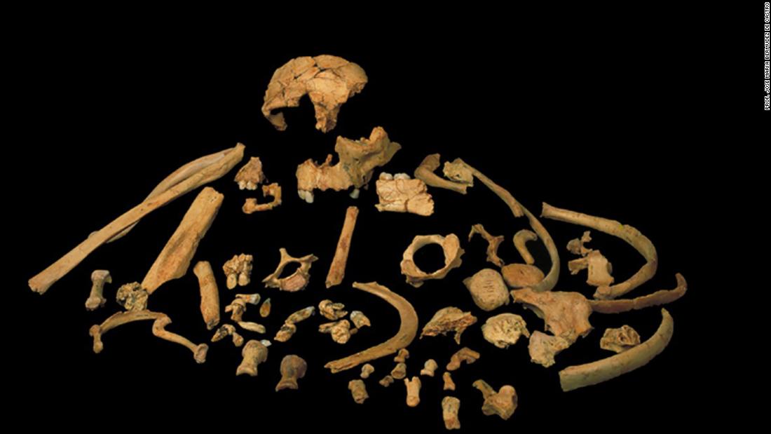 The skeletal remains of Homo antecessor are on display in this image. A recent study suggests antecessor is a sister lineage to Homo erectus, a common ancestor of modern humans, Neanderthals and Denisovans.