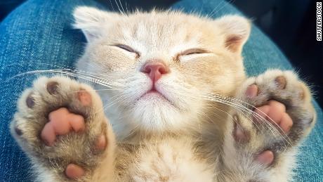 Cats may get coronavirus, but experts say it&#39;s nothing to worry about 