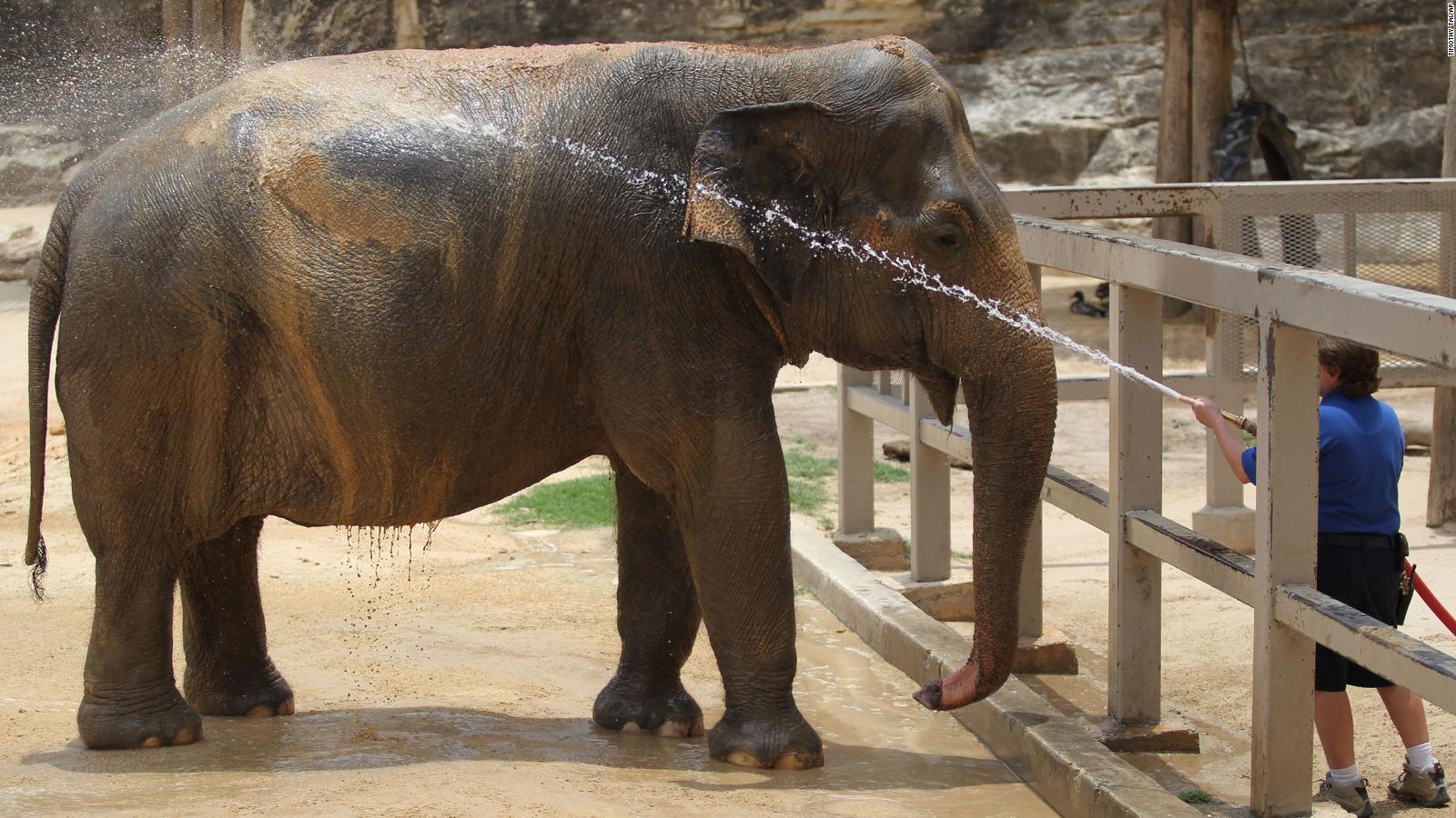 Lucky The San Antonio Zoo s Oldest Elephant Celebrates Her 60th 