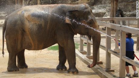 Lucky, an Asian elephant, has been at the San Antonio Zoo since 1962.