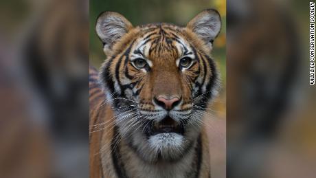 A tiger at the Bronx Zoo tests positive for coronavirus