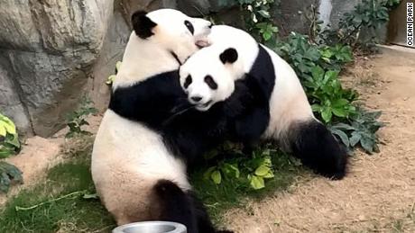 A zoo has been trying to get two pandas to mate for 10 years. When coronavirus shut the zoo down, the pandas finally did