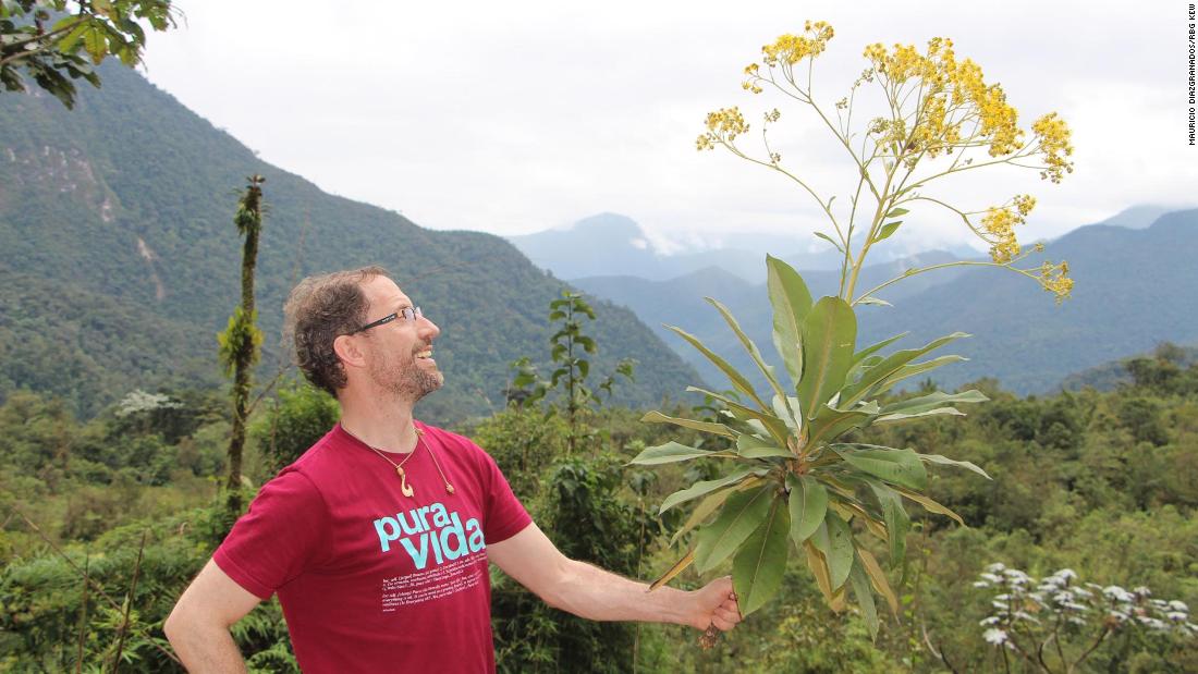 Diazgranados in 2017 with &quot;an unusual frailejon&quot; found at elevations lower than 2,000 meters (6,562 feet), in Corredor del Sarare, Norte de Santander. 