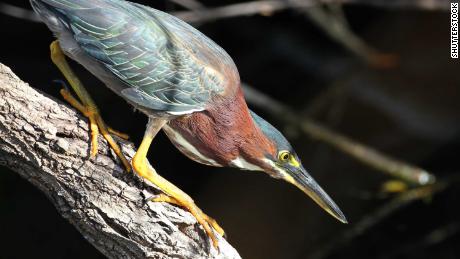 Green Herons have been observed using bait to catch fish.