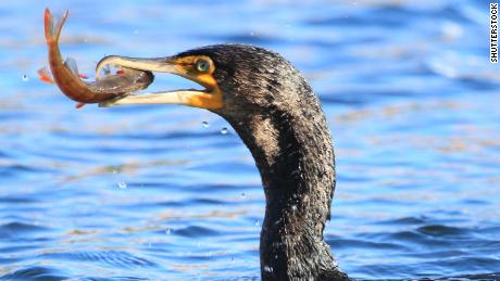 Great cormorants are one of a number of bird species that have exhibited innovative behaviors.