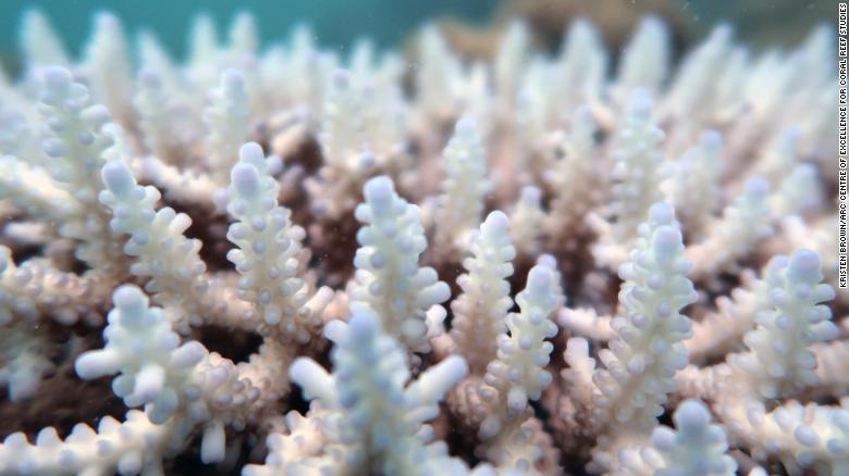 Half of the coral in the Great Barrier Reef is gone