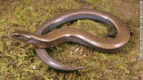 Three-toed skink, Saiphos equalis, Craven, New South Wales, Australia (Photo by: Auscape/Universal Images Group via Getty Images)