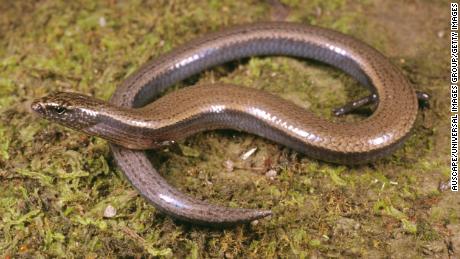 Three-toed skink, Saiphos equalis, Craven, New South Wales, Australia (Photo by: Auscape/Universal Images Group via Getty Images)