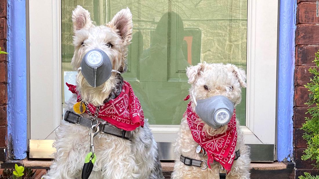 Izzie, left, and Tippi wear ventilated dog masks in Philadelphia.