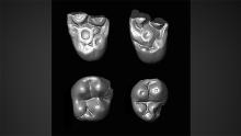 Tiny molar teeth of Ucayalipithecus perdita from the Santa Rosa fossil site in Amazonian Perú. [Credit: Erik Seiffert]