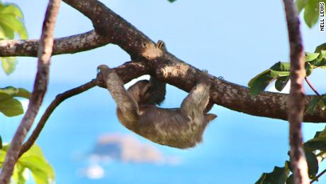 Many visitors to Costa Rica are keen to see a sloth, a tree-dwelling mammal renowned for its slowness.