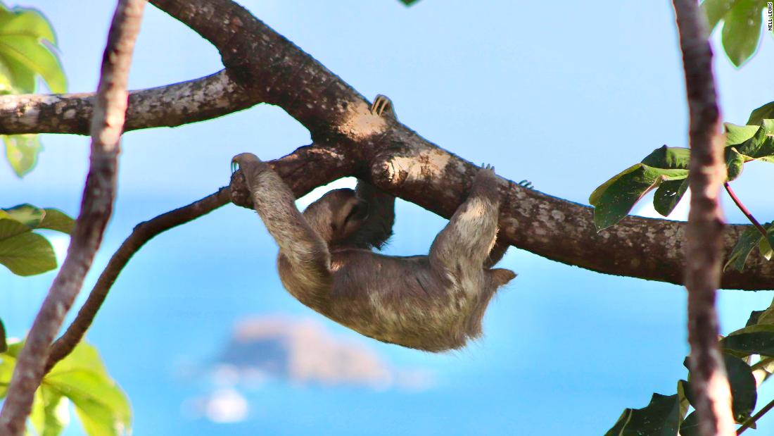 It is also a great place to see sloths -- sluggish mammals that hang out in treetops all day, barely moving and blending into the bark. 