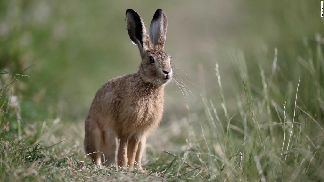 Ancient Britons didn't eat hares or chickens -- they venerated them - CNN