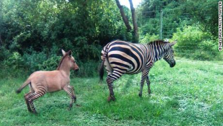 The zonkey, a hybrid between a zebra and a donkey.