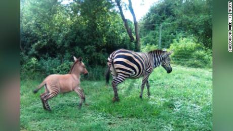 Zonkey born in Kenya 