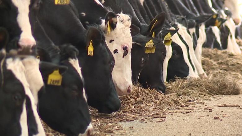 Why dairy farmers are dumping perfectly good milk