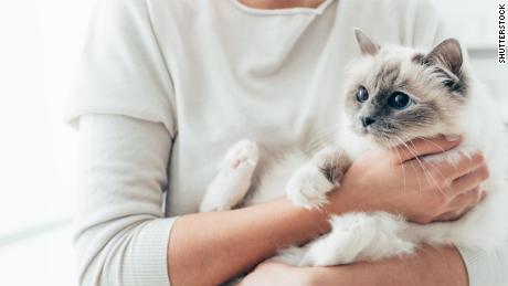 Your cat&#39;s &#39;bad&#39; behavior might mean they miss you, study says