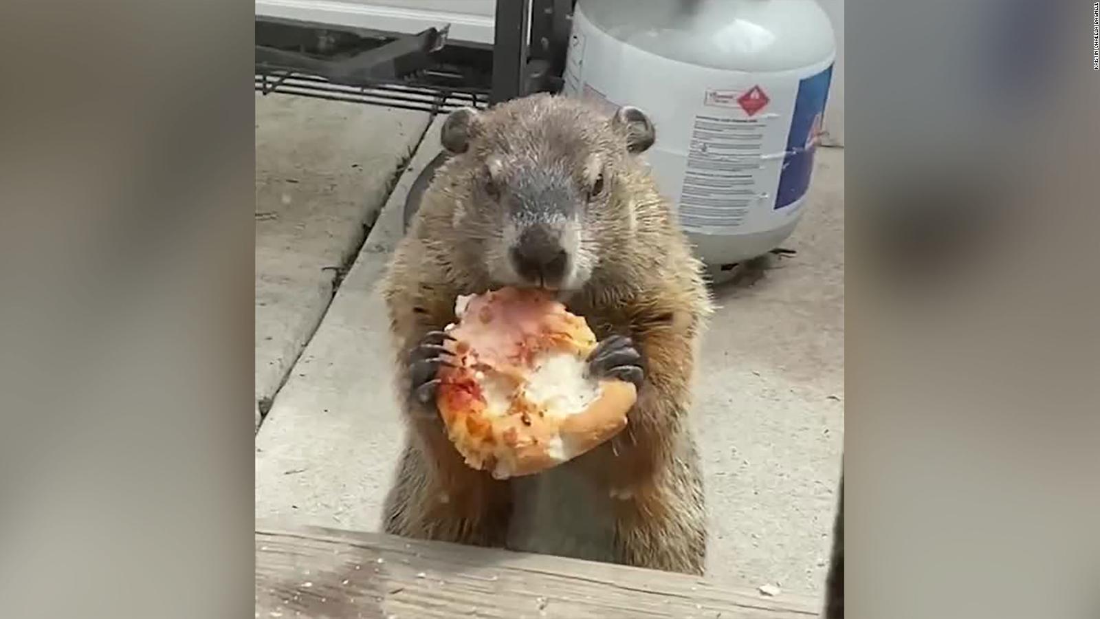 groundhog eats in front of camera