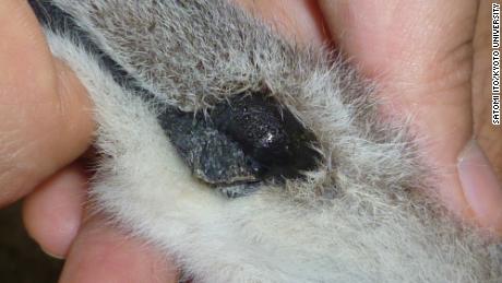 This is a detailed look at the wrist gland of a male lemur.  