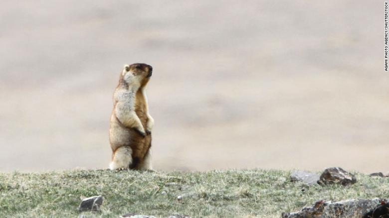 Tarbagan marmot (Marmota sibirica), a species of rodent in the family Sciuridae, in steppes around Khukh Lake, Mongolia.