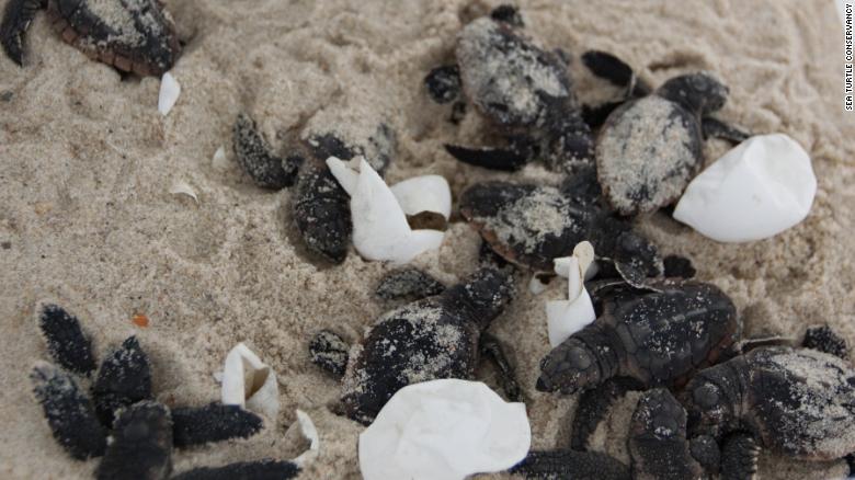 Baby sea turtles are thriving on closed beaches