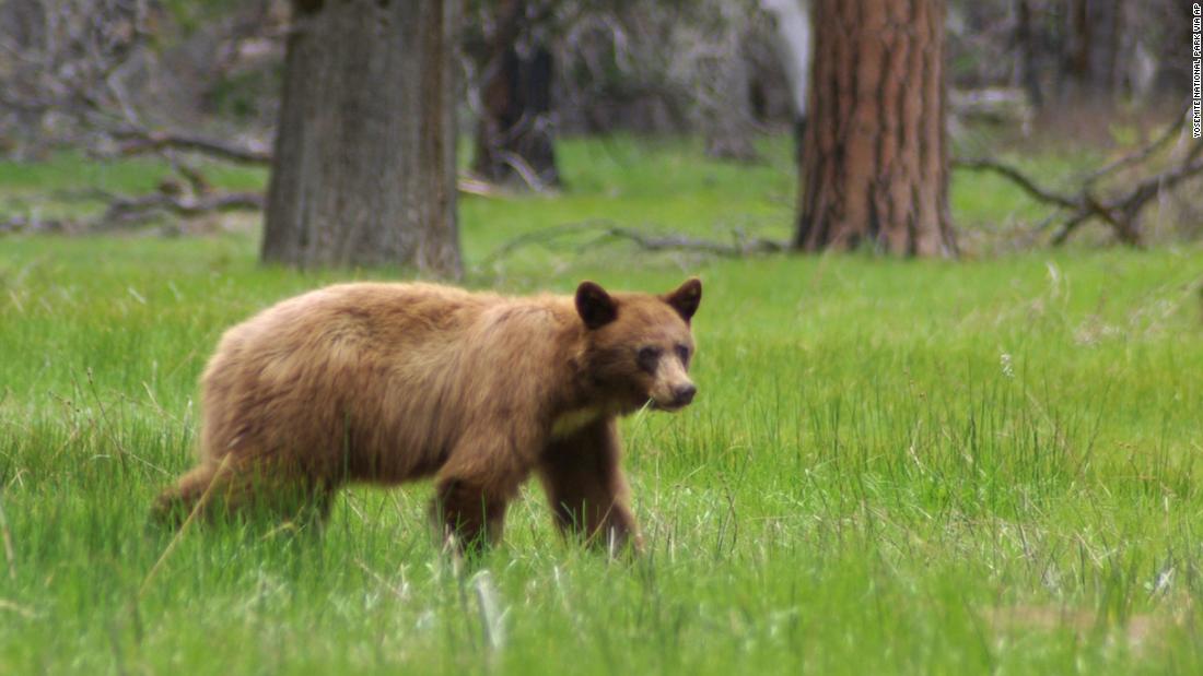 National parks: With many parks closed, their animals are getting a break  (from us) | CNN