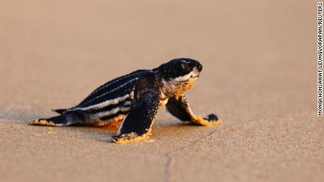 Sea turtles thriving in Thailand after beach closures