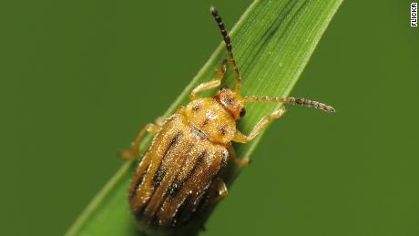 How this tiny beetle could help millions of allergy sufferers