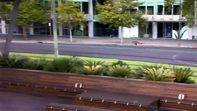 Police in Adelaide tweeted a video showing a kangaroo hopping through the city with the captions &quot;Protective Security Officers tracked a suspect wearing a grey fur coat hopping through the heart of the #adelaide CBD this morning. He was last seen on foot heading into the West Parklands KangarooOncoming police carPolice officer#animaltakeover #whatsthatskip #kangaroo #cityslicker&quot;