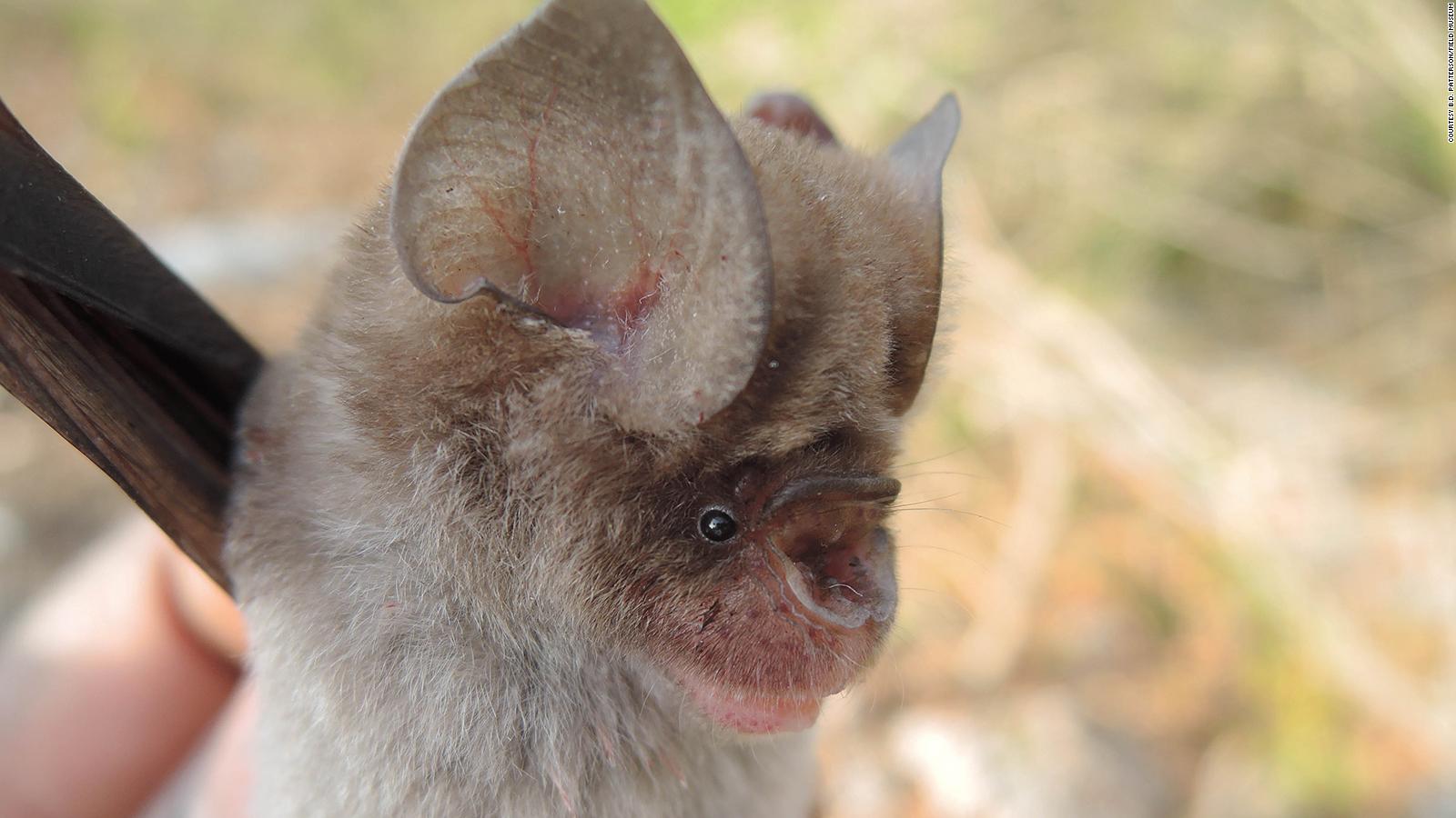 Newly Discovered Bats Are Related To Those Associated With The Pandemic