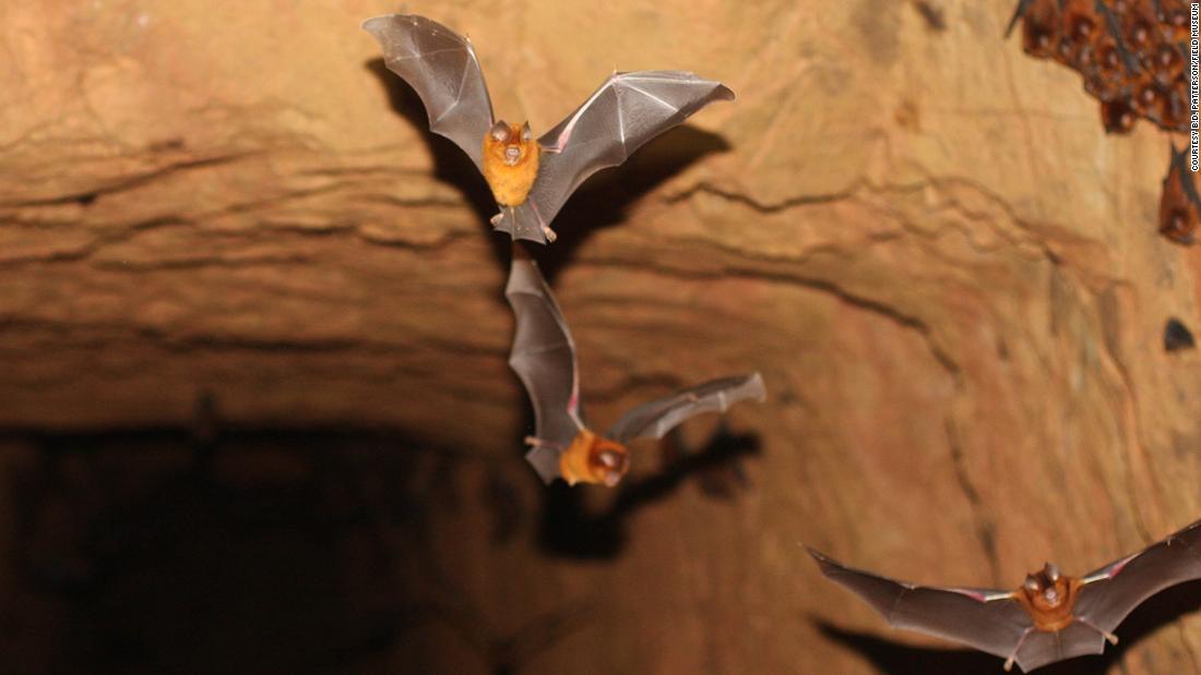 dino bats