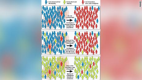 This graphic from the National Institute of Allergy and Infectious Diseases explains the concept of herd immunity. 